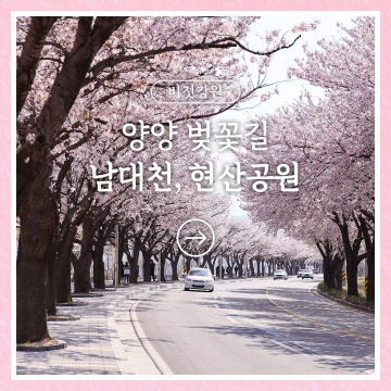 벚꽃의 우아한 축제, 양양 남대천&현산공원