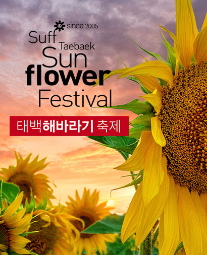 태백 해바라기축제
